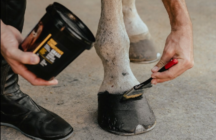 Hoof Conditioner 34oz